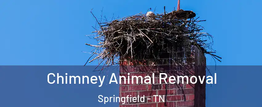  Chimney Animal Removal Springfield - TN