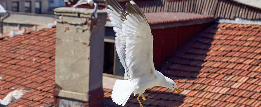 Residential Chimney Animal Removal Solution in Springfield, TN