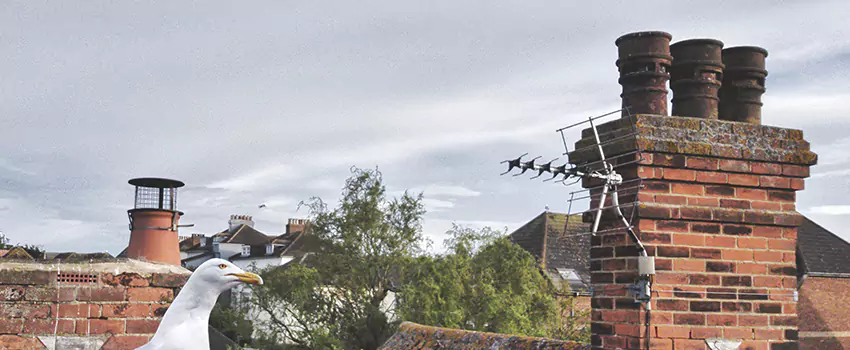 Chimney Cleaning And Restoration in Springfield, Tennessee